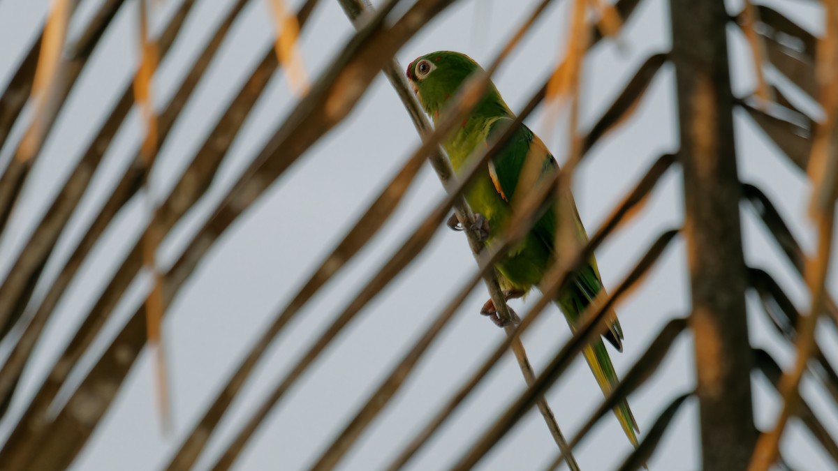 Crimson-fronted Parakeet - Derek Stoll