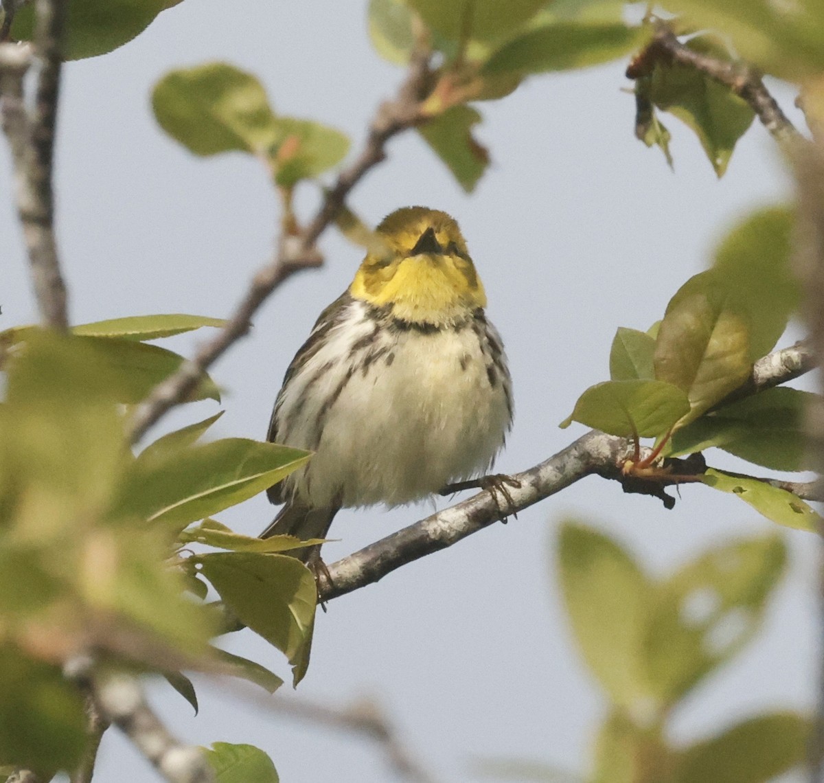 Black-throated Green Warbler - ML619529915