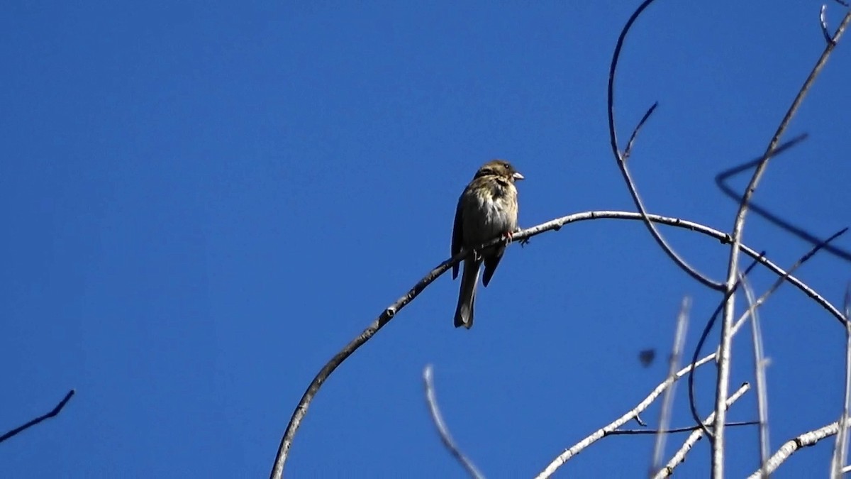 Junco ardoisé - ML619529921