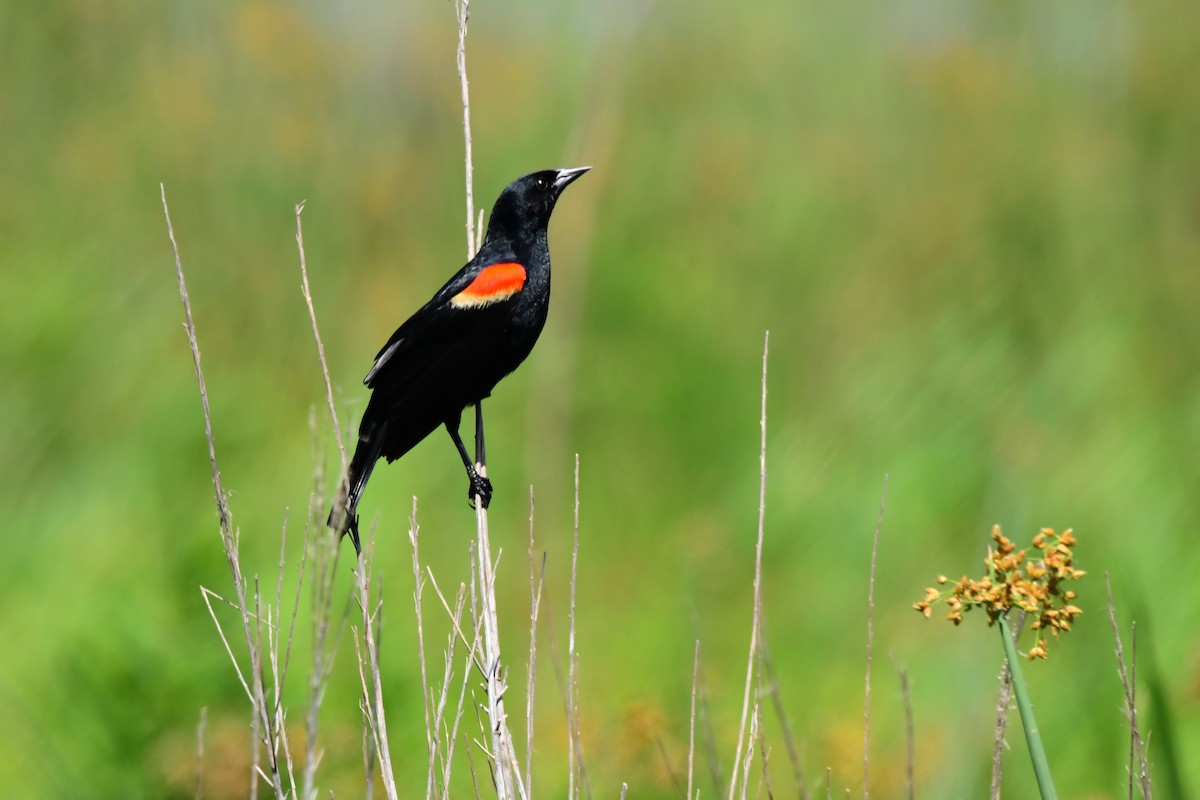 Red-winged Blackbird - Marc Bachman