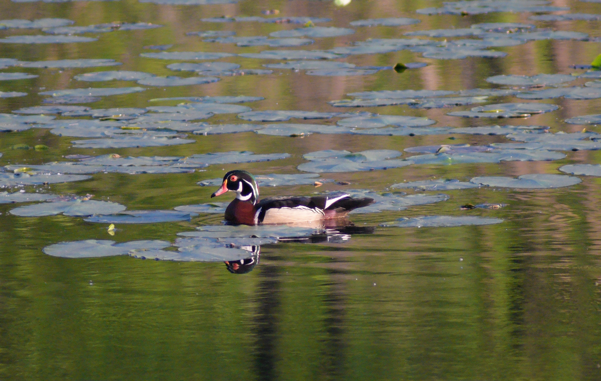 Wood Duck - Guillaume Perron