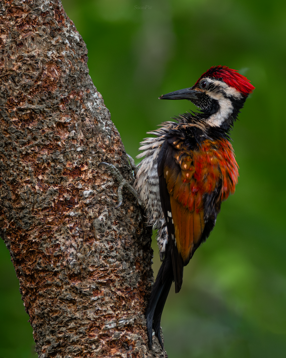 Black-rumped/Red-backed Flameback - Sahan Liyanage