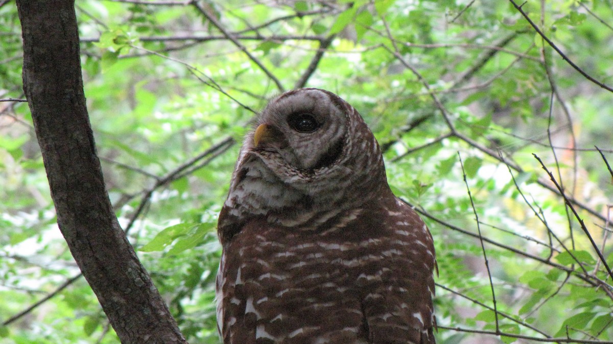 Barred Owl - Sheila Sawyer