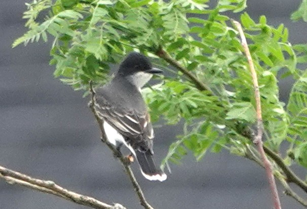 Eastern Kingbird - Peter Blancher