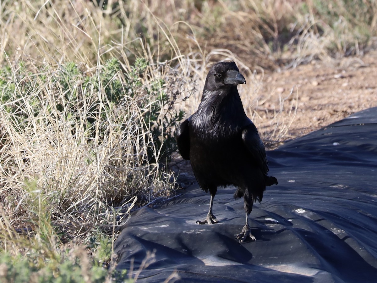 Common Raven - Mohini Rawool-Sullivan