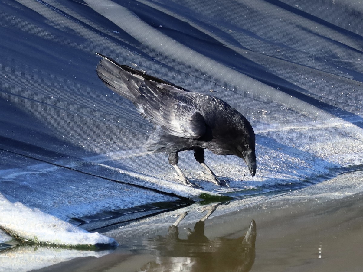 Common Raven - Mohini Rawool-Sullivan