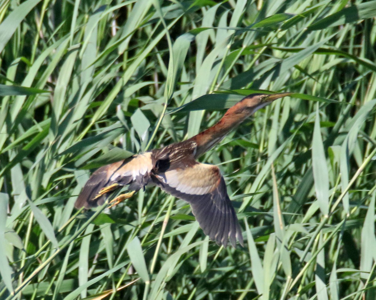 Little Bittern - Dimitris  Kokkinidis