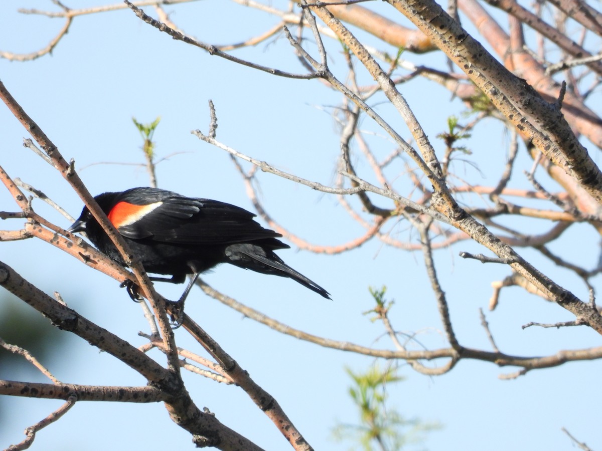 Red-winged Blackbird - Gerard Nachtegaele