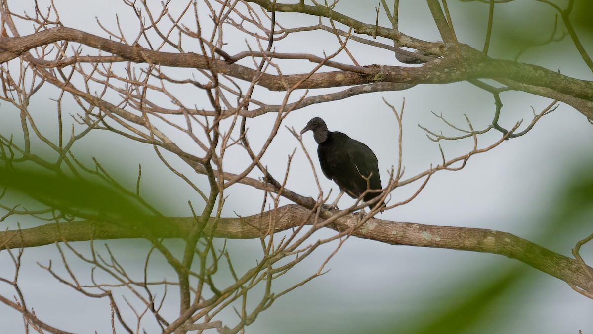 Black Vulture - Derek Stoll