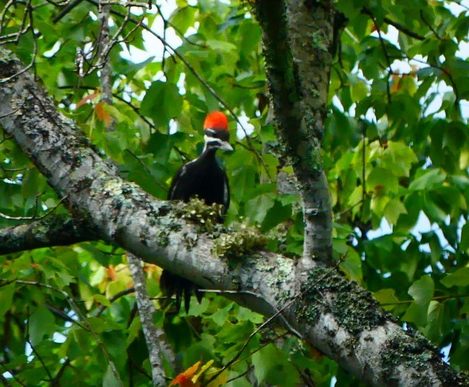 Pileated Woodpecker - Susie BDC
