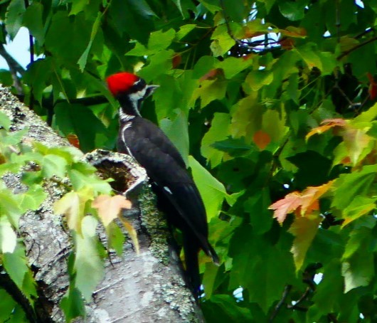 Pileated Woodpecker - Susie BDC