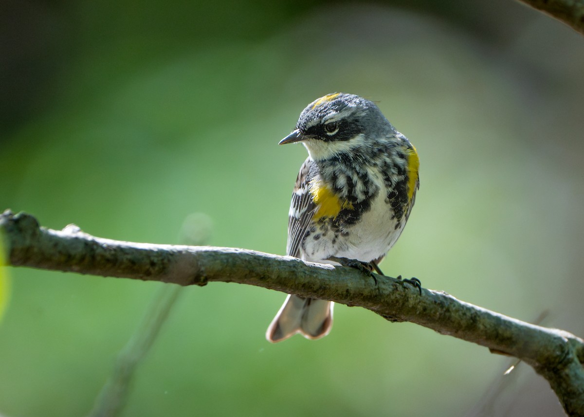 Yellow-rumped Warbler - Dori Eldridge