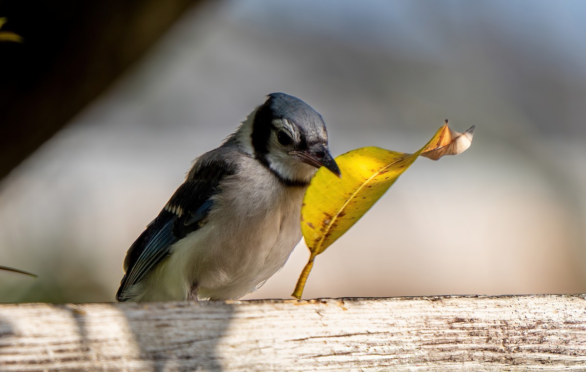 Blue Jay - Jim Yeskett