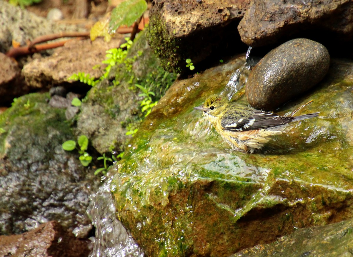 Bay-breasted Warbler - ML619529959