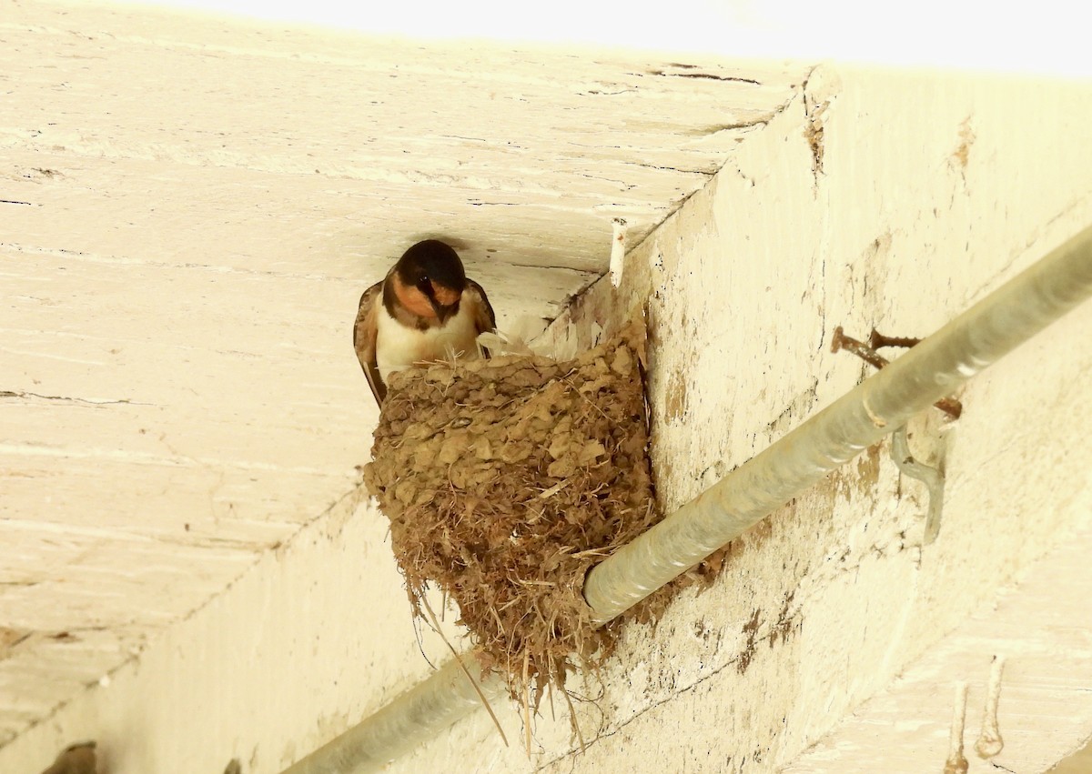 Barn Swallow - Barb Stone