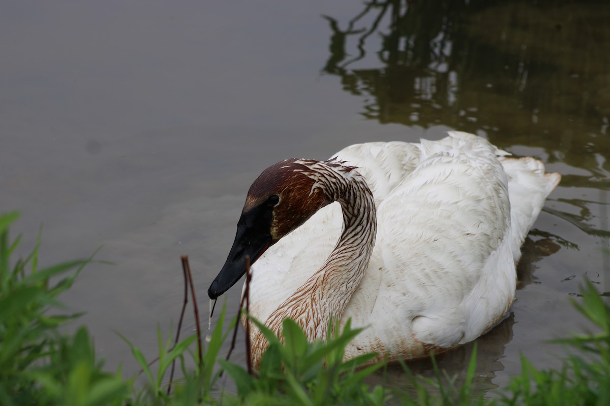 Trumpeter Swan - Cindy Harness