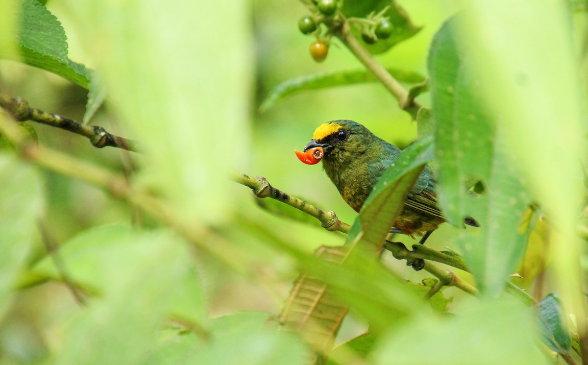 Olive-backed Euphonia - Mónica Thurman