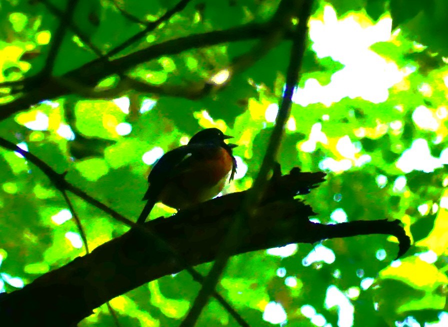 Eastern Towhee - Susie BDC