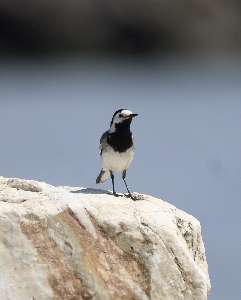 White Wagtail - Randy Maharaj