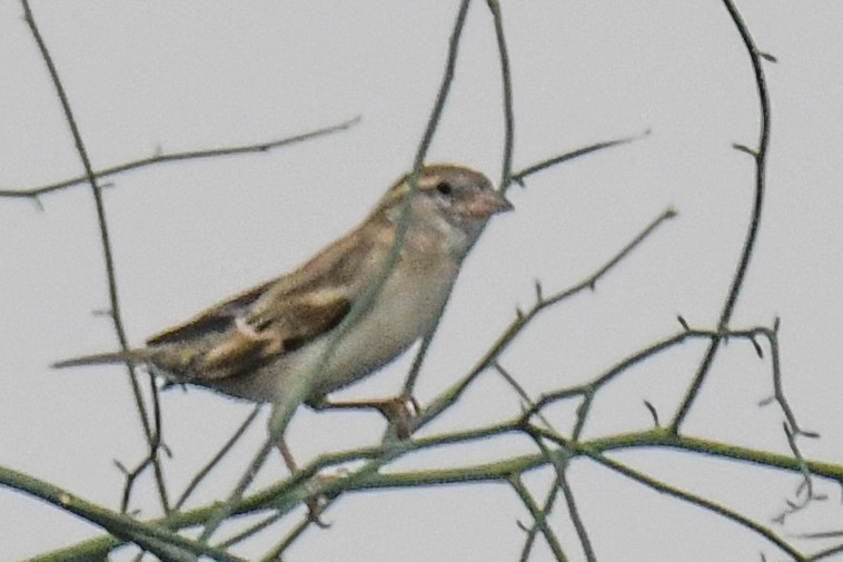 Sind Sparrow - Sourashis Mukhopadhyay