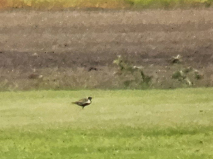 Pacific Golden-Plover - Mark Swanson