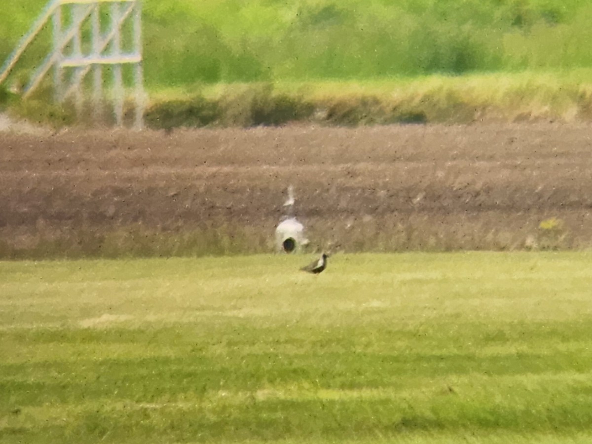 Pacific Golden-Plover - Mark Swanson