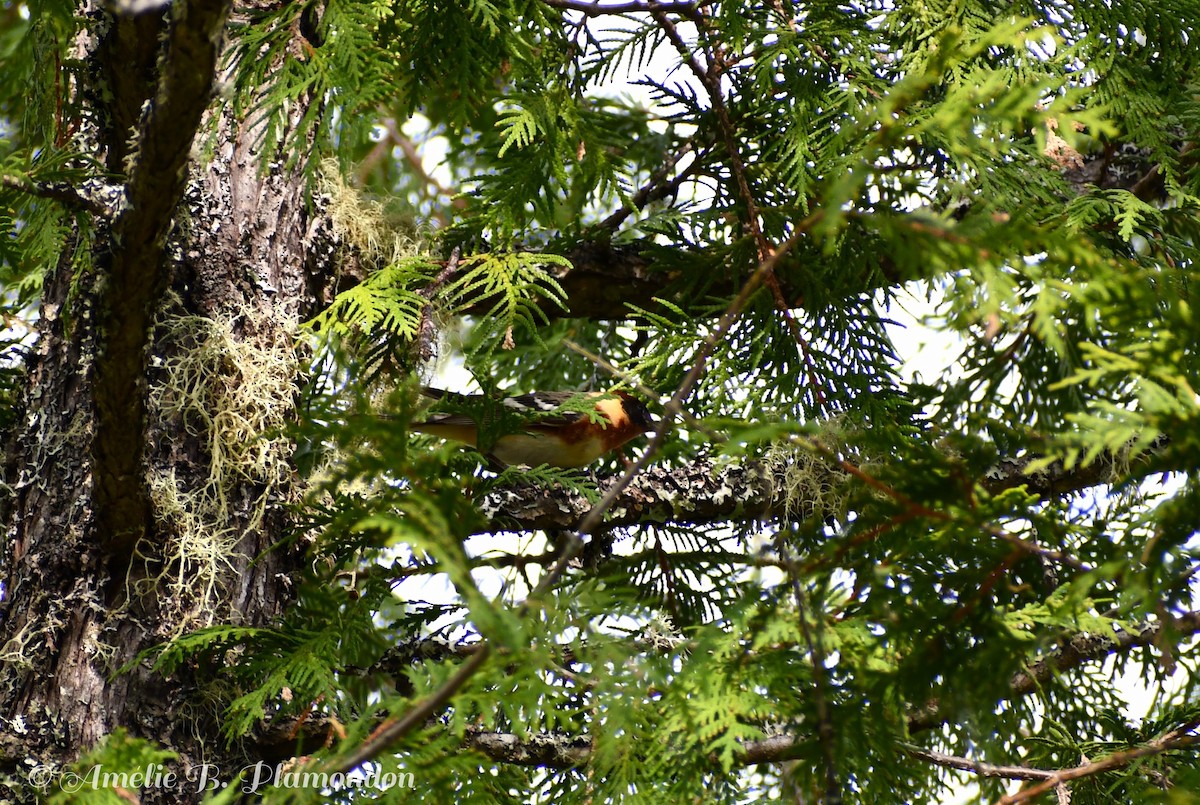 Bay-breasted Warbler - Amélie Plamondon