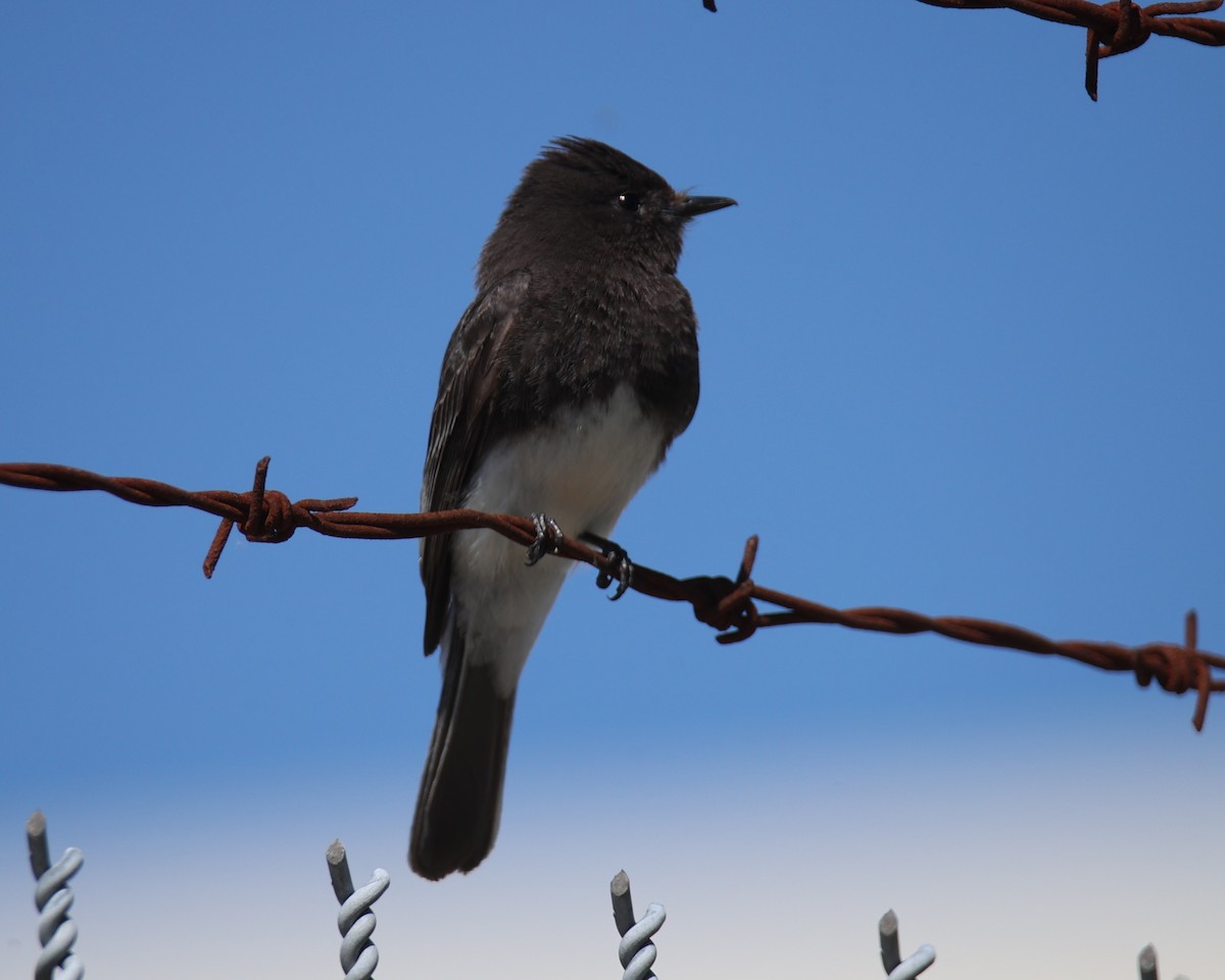 Black Phoebe - Linda Dalton