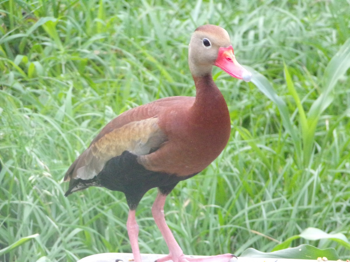 Black-bellied Whistling-Duck - Texas Bird Family