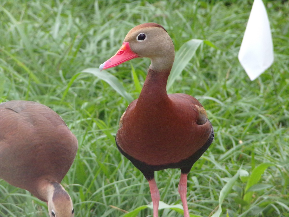 Black-bellied Whistling-Duck - Texas Bird Family