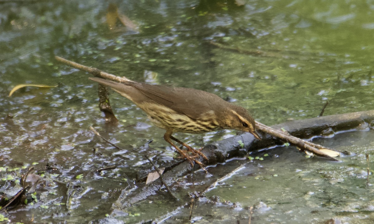 Northern Waterthrush - Anonymous