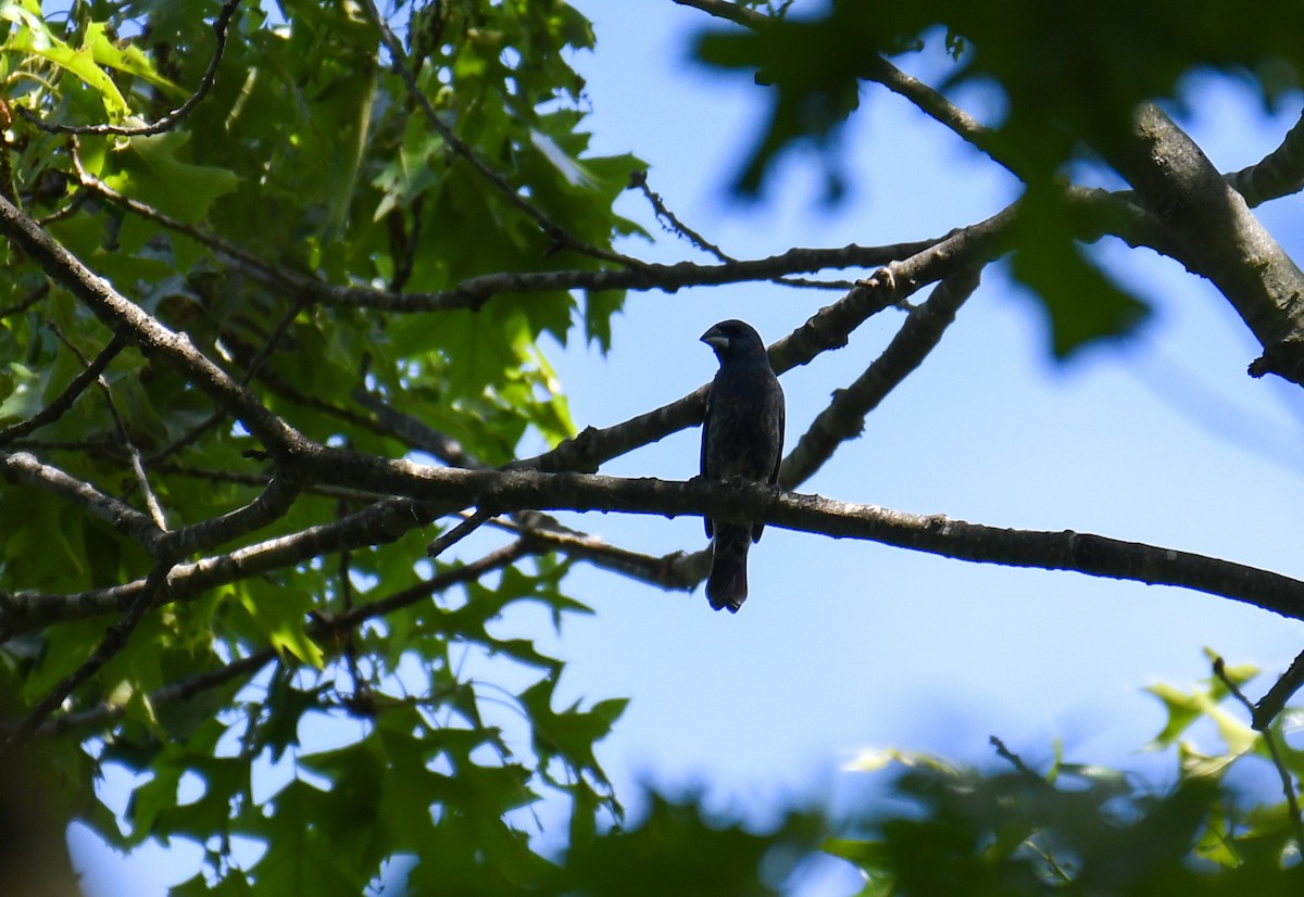 Blue Grosbeak - Richard Chmielecki