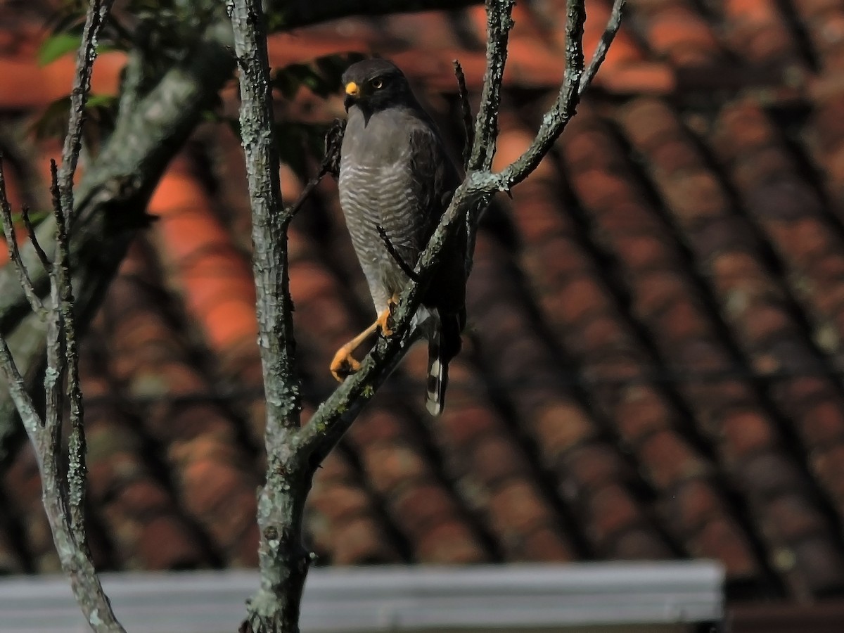 Roadside Hawk - Juan pinzon