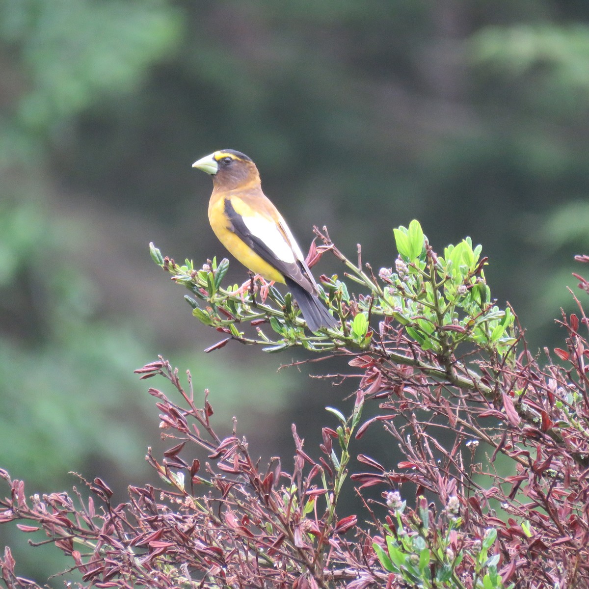 dlask žlutočelý - ML619530002