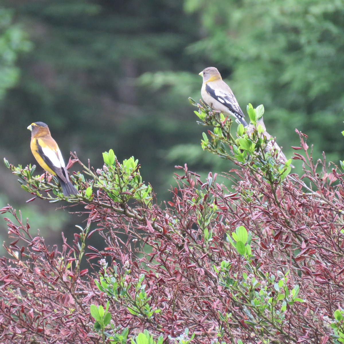 Evening Grosbeak - ML619530004