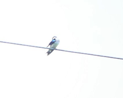Tree Swallow - Susie BDC