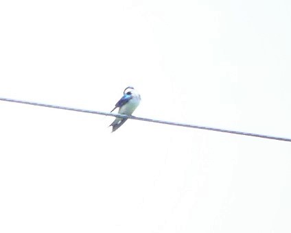 Tree Swallow - ML619530008