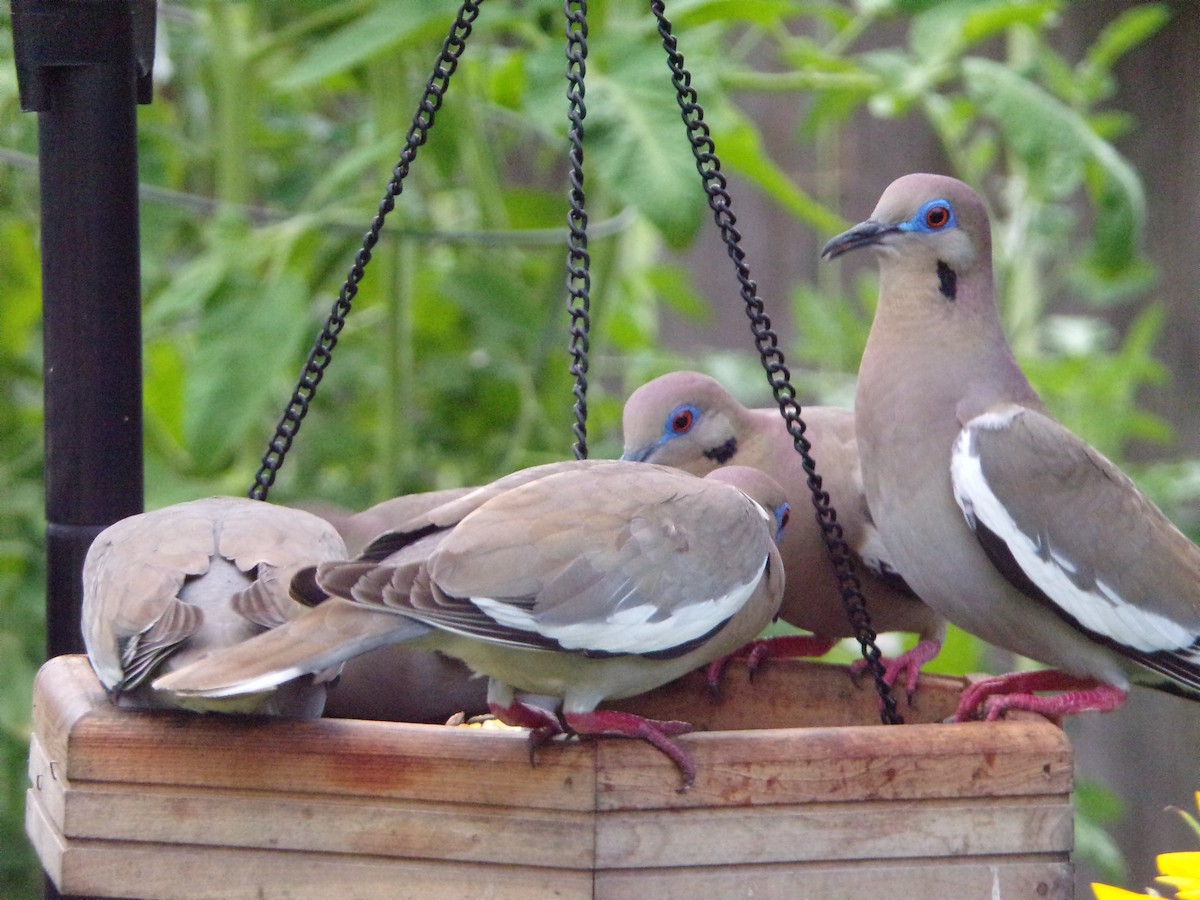 White-winged Dove - Texas Bird Family