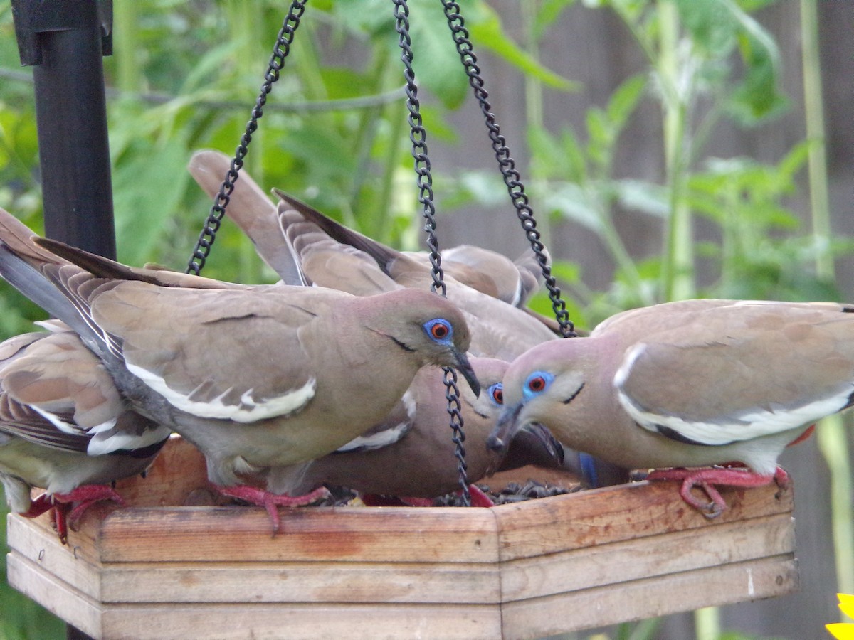 White-winged Dove - Texas Bird Family