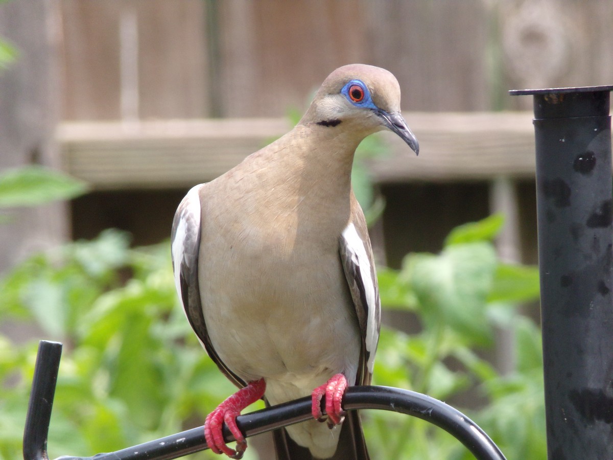 White-winged Dove - Texas Bird Family