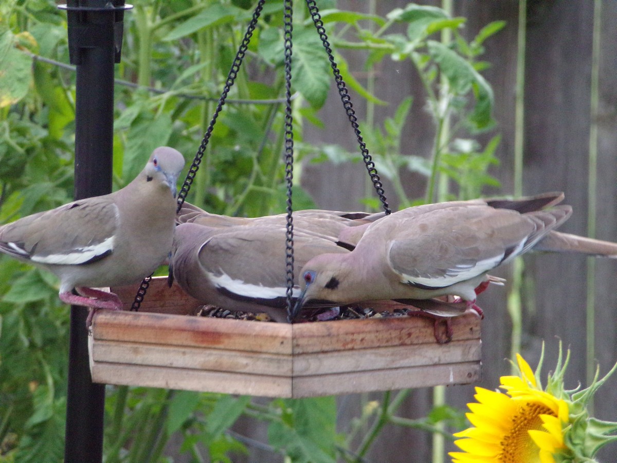 White-winged Dove - Texas Bird Family