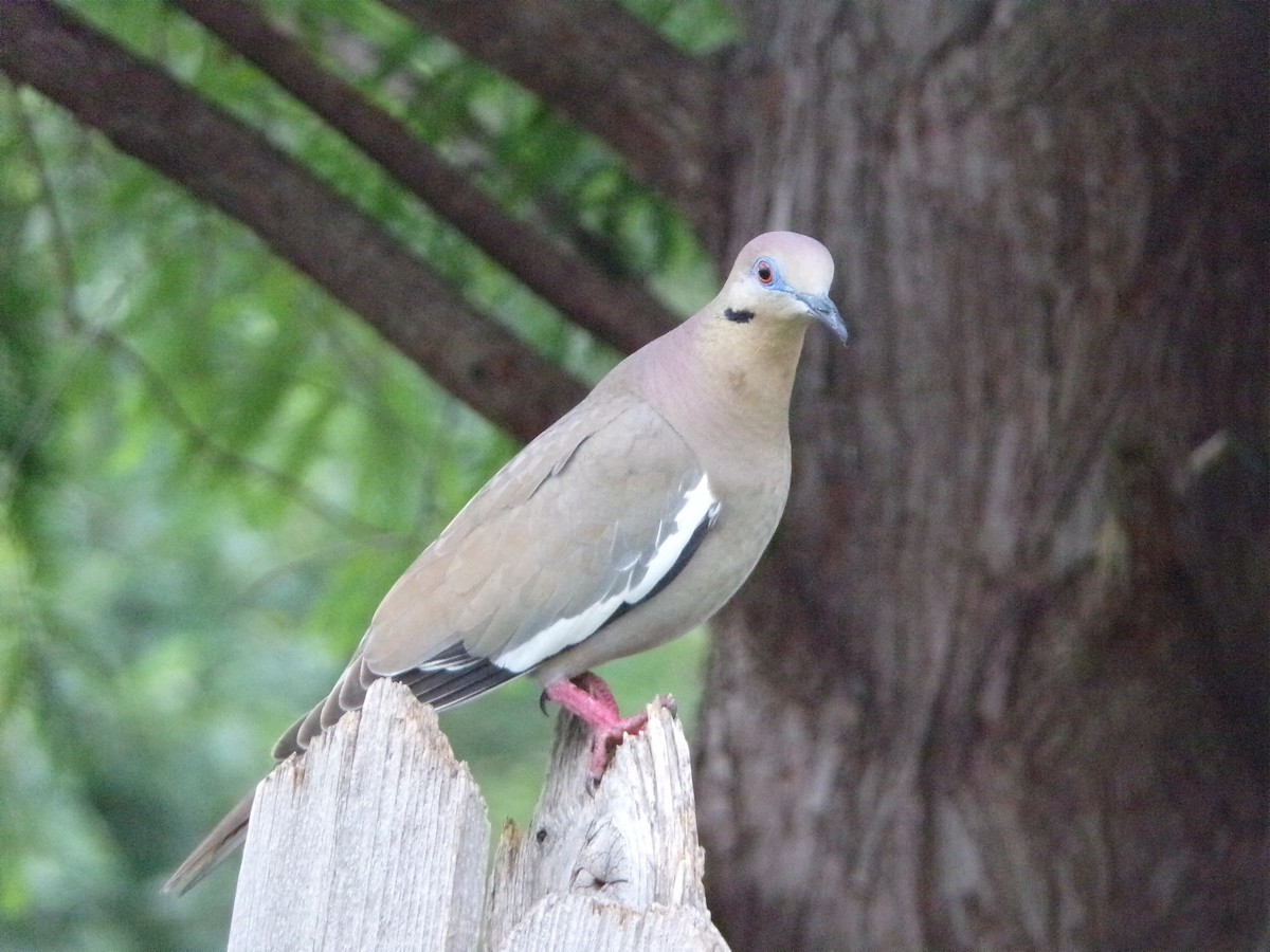 White-winged Dove - Texas Bird Family