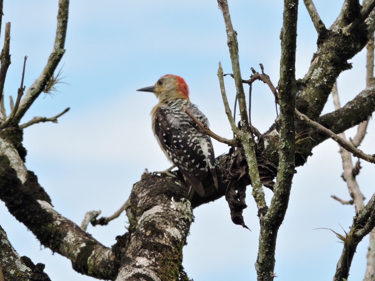 Red-crowned Woodpecker - Juan pinzon