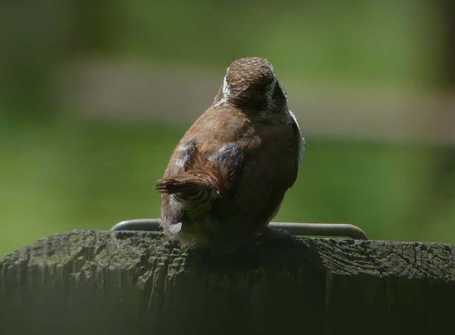 Carolina Wren - Susie BDC