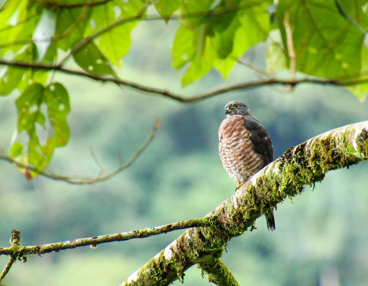 Double-toothed Kite - Mónica Thurman