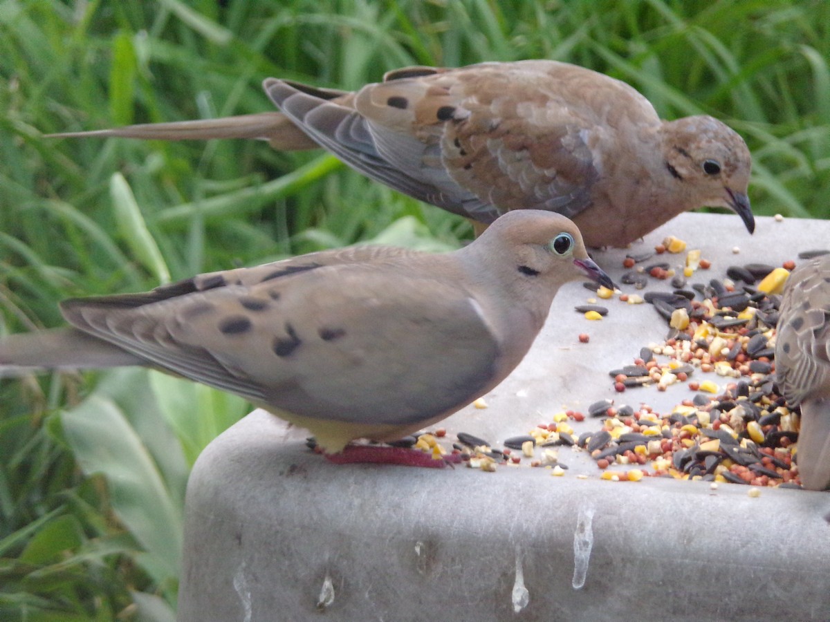 Mourning Dove - Texas Bird Family