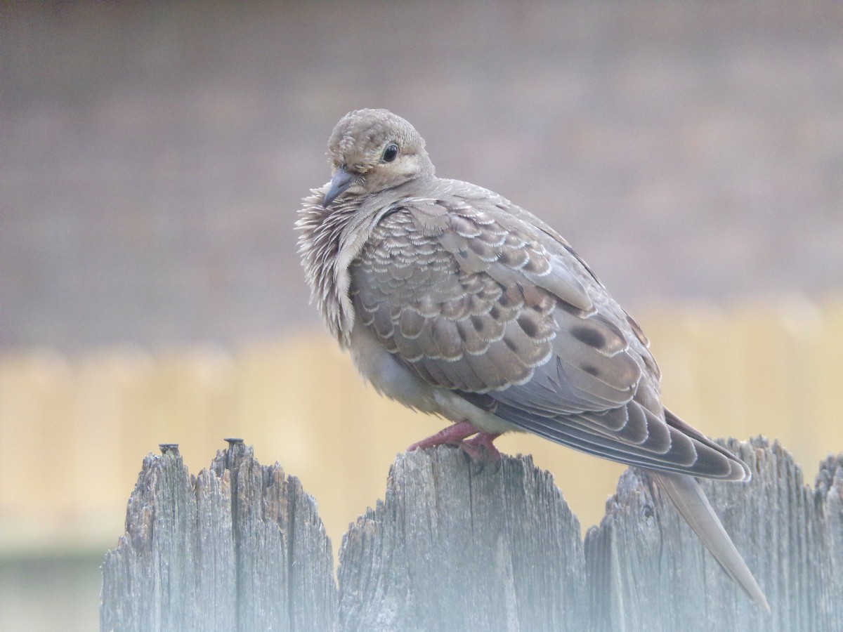 Mourning Dove - Texas Bird Family