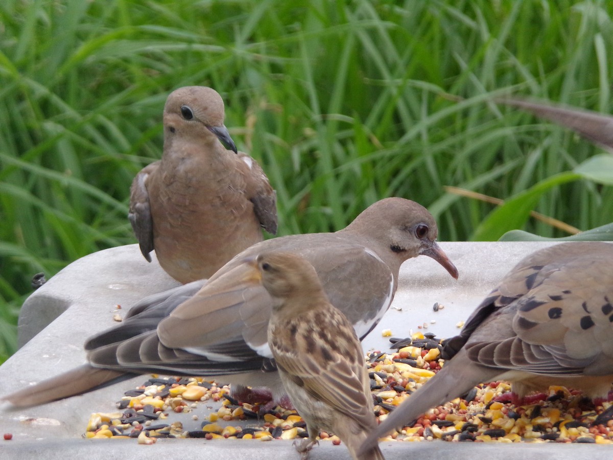 Mourning Dove - Texas Bird Family