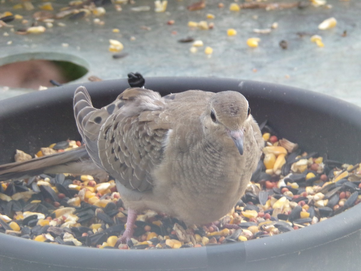 Mourning Dove - Texas Bird Family