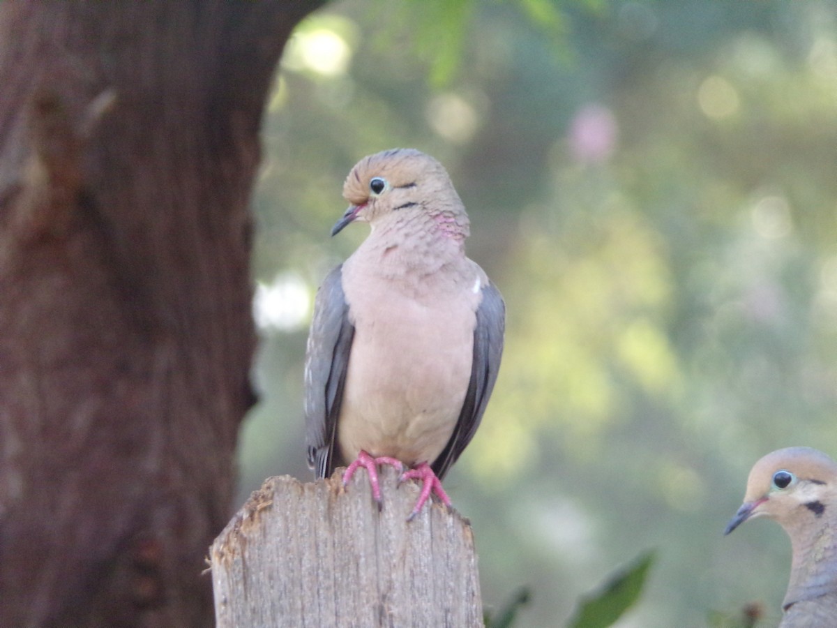 Mourning Dove - Texas Bird Family